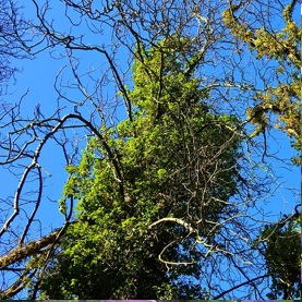 Virginia creeper can cover tall trees